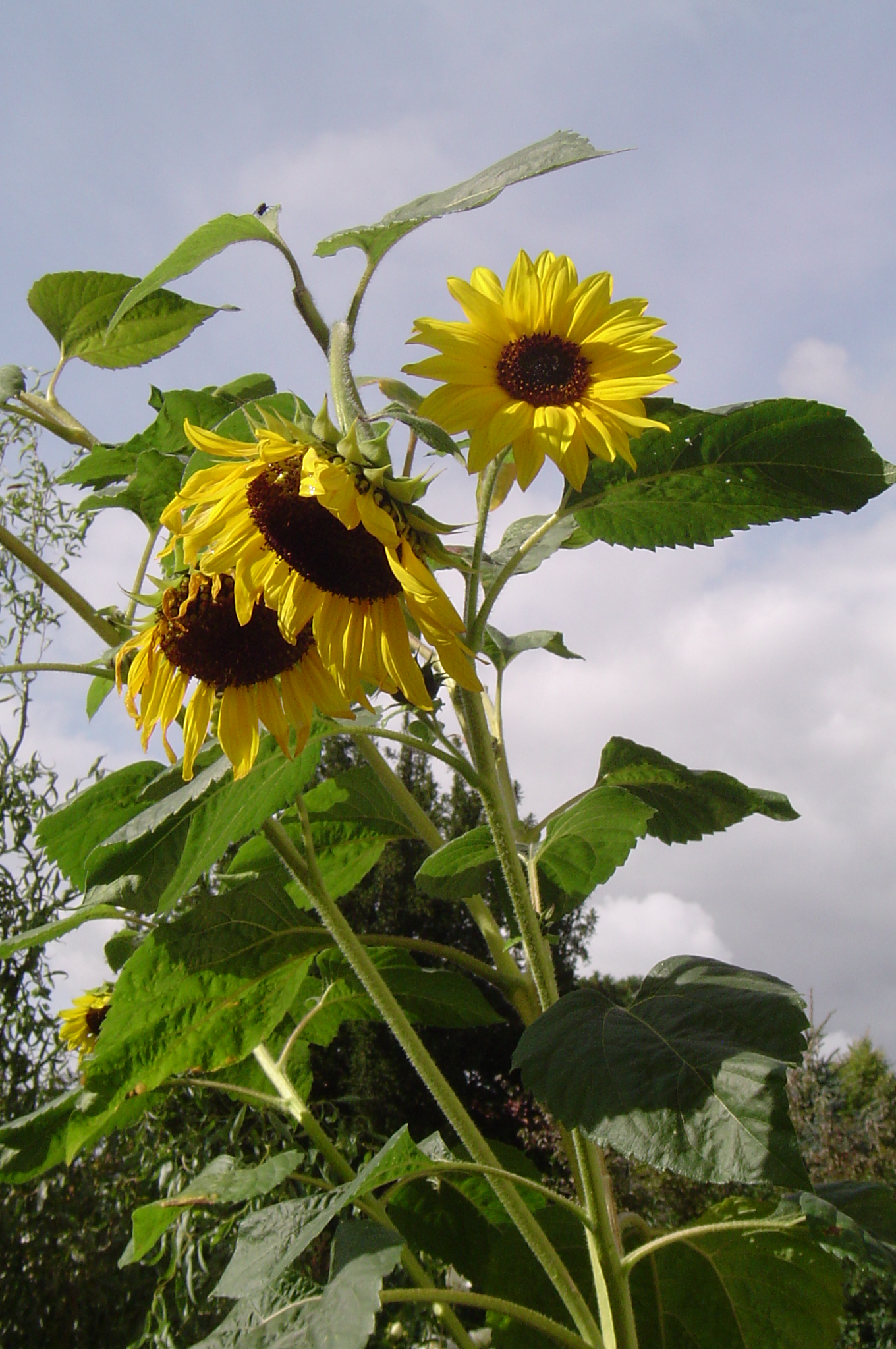Sonnenblumen
